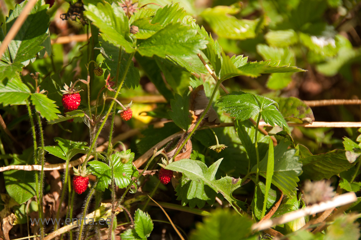 Strawberries (Fragaria vesca)